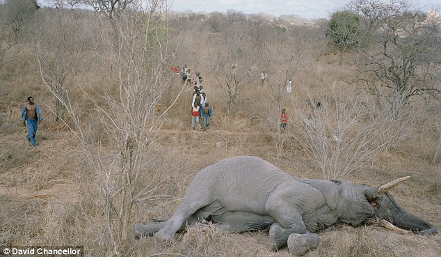 zimbabwe ölen fil