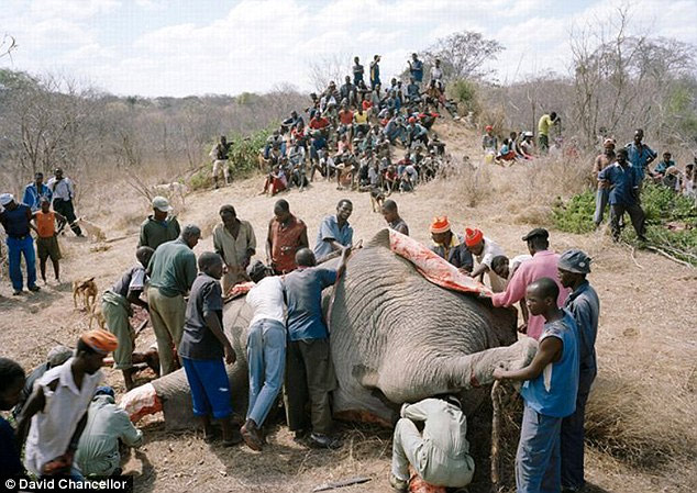 zimbabve ölen fil